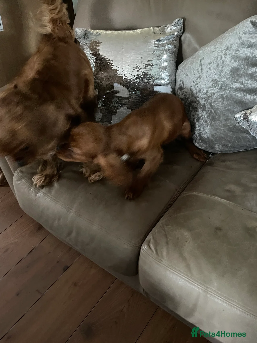 Cavalier King Charles Spaniel dogs for sale: Cavalier Ruby red male KC Registered - Advert 9