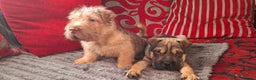 Mixed Breed dogs for sale: Jack Russell Cross Rus O Pei ( Small Breed ) - Advert 4