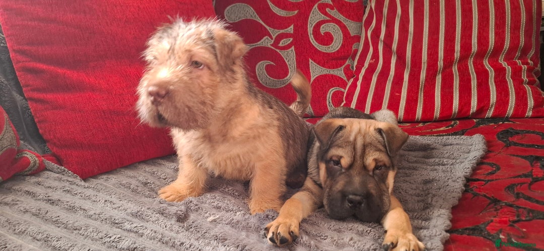 Mixed Breed dogs for sale: Jack Russell Cross Rus O Pei ( Small Breed ) - Advert 4