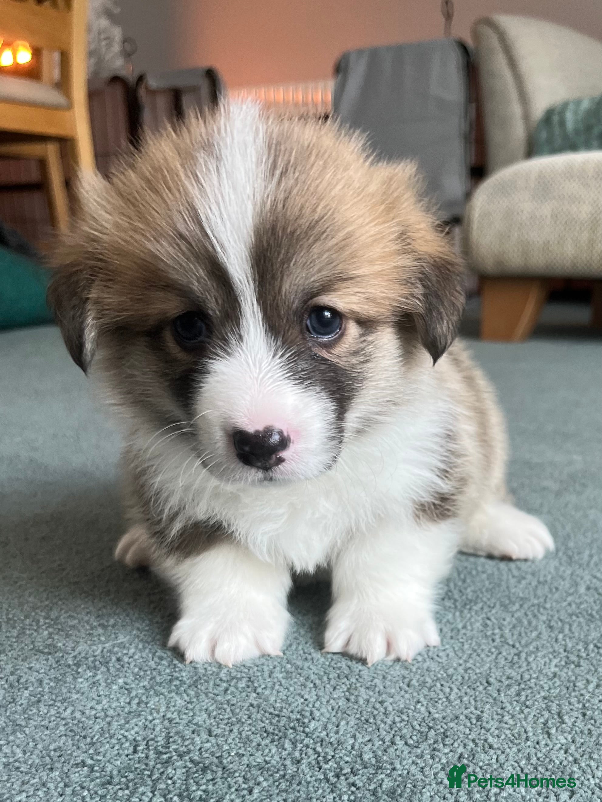 Welsh Corgi Pembroke dogs Welsh Pembroke Corgi - Advert 2