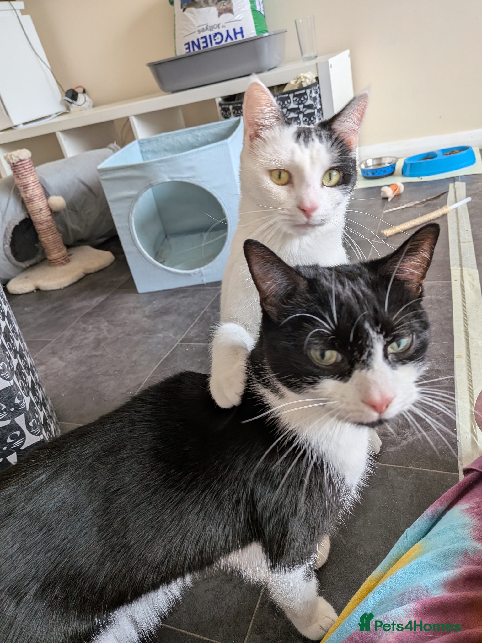 Domestic Shorthair cats Rosie and Jim are purr machines - Advert 11