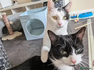 Domestic Shorthair cats Rosie and Jim are purr machines - Advert 11