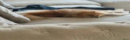 Pomeranian dogs for sale: KC Registered Pomeranian Puppies in Scunthorpe - Advert 5