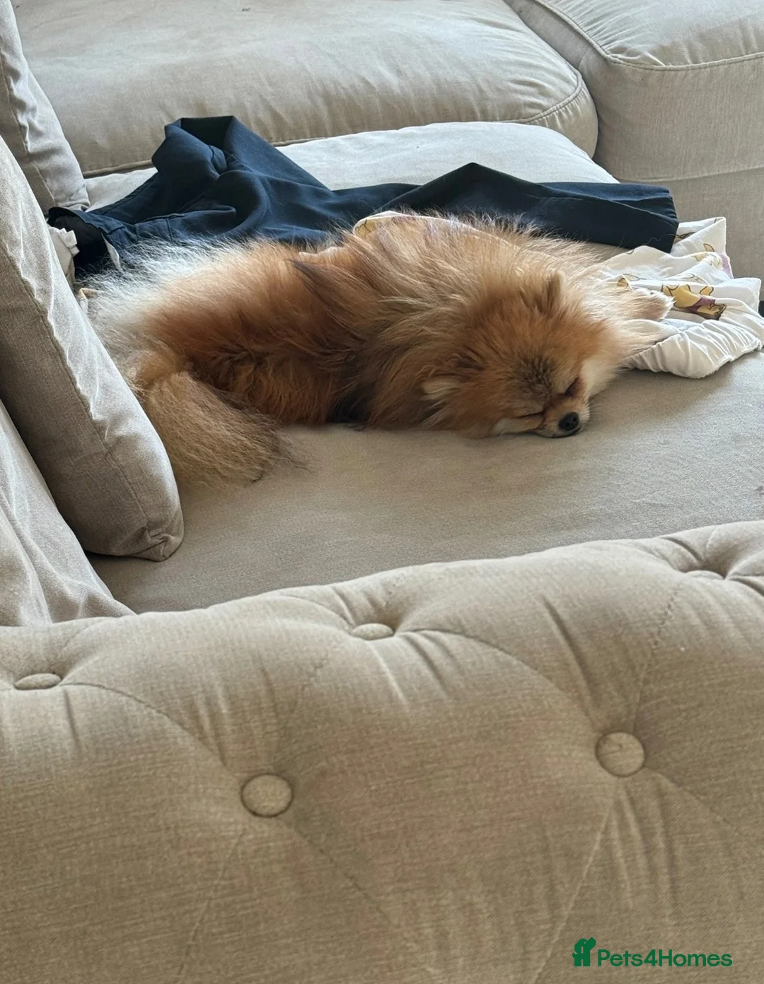 Pomeranian dogs for sale: KC Registered Pomeranian Puppies in Scunthorpe - Advert 5