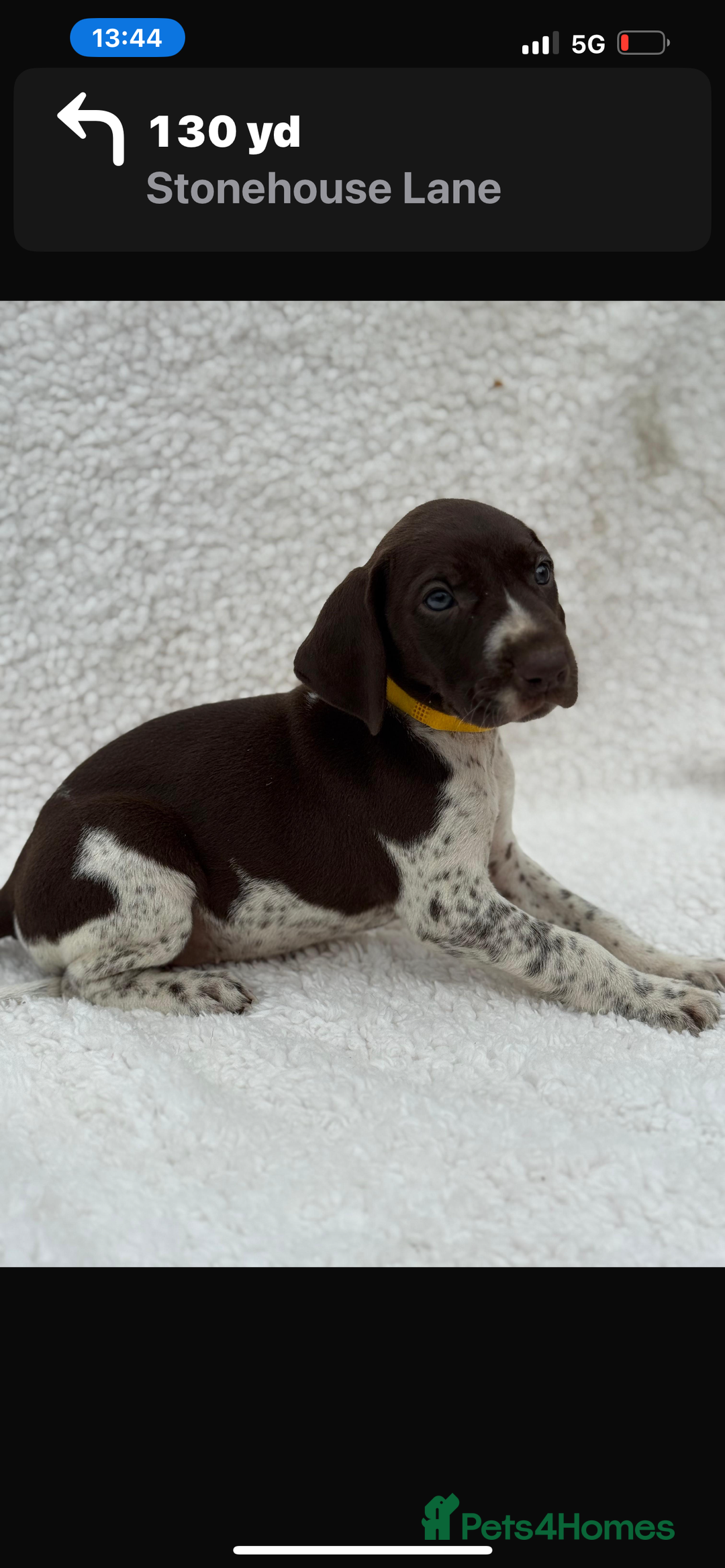 German Shorthaired Pointer dogs for sale: KC registered German Shorthair Pointer Puppy - Advert 20