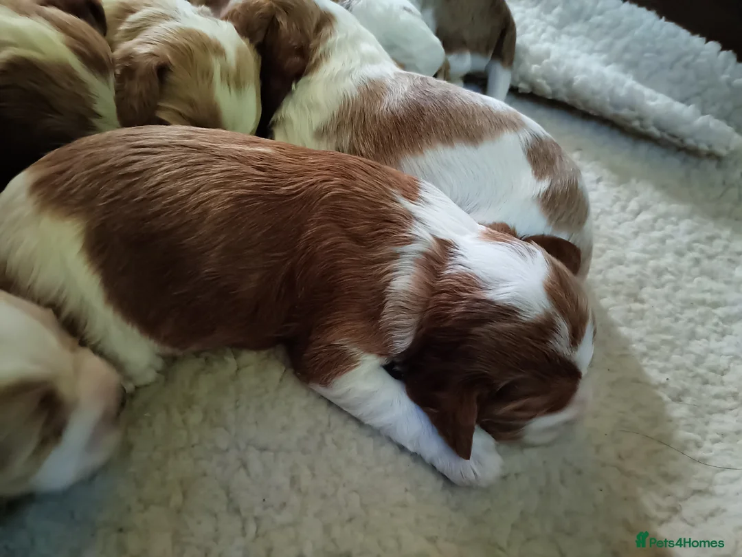 Cockalier dogs for sale: Cockalier female puppy parents full health checked - Advert 5
