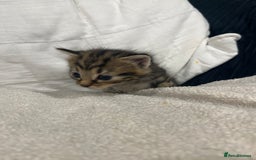 Mixed Breed cats for sale: Kittens - Image 5