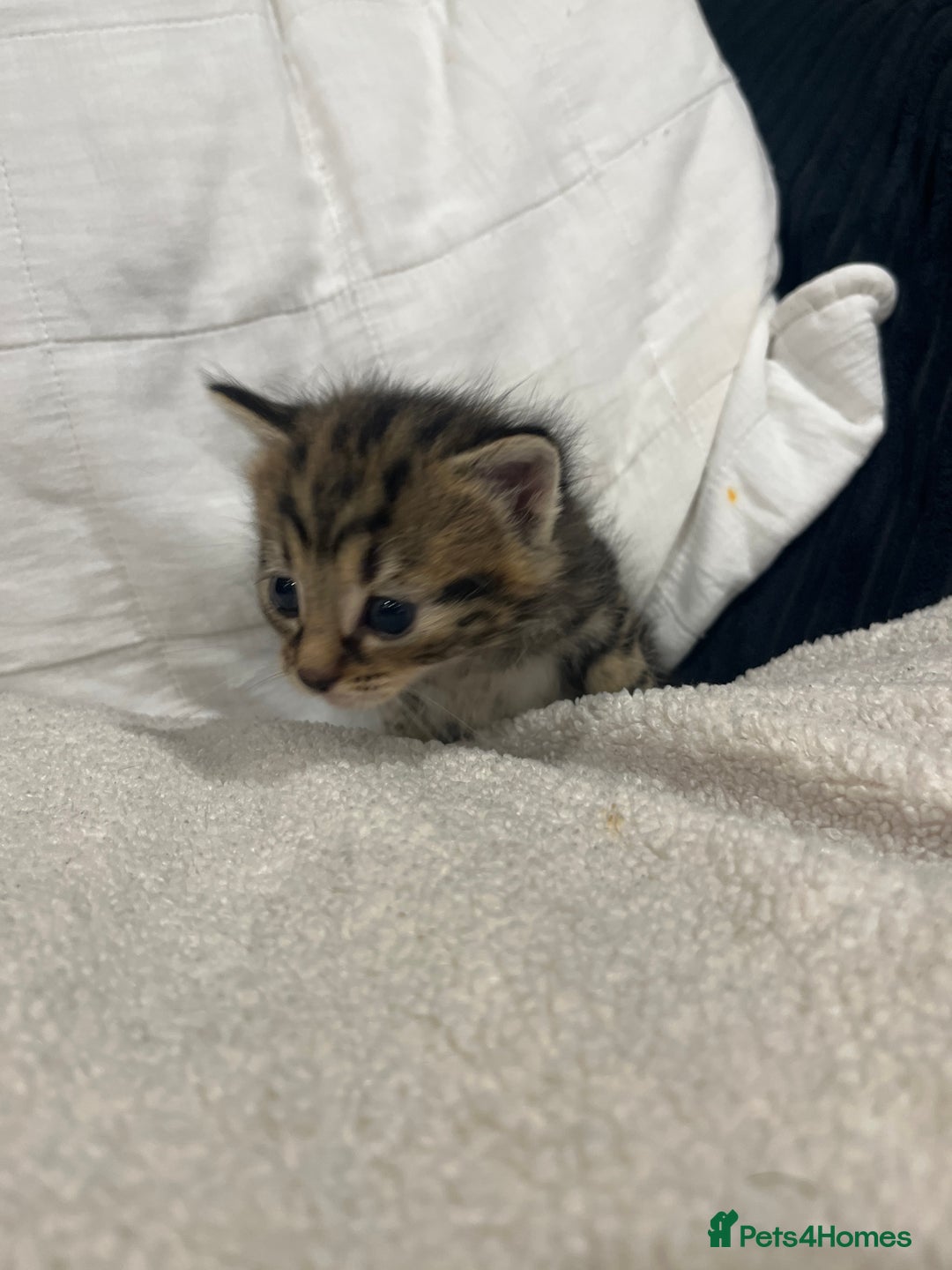 Mixed Breed cats for sale: Kittens - Image 5