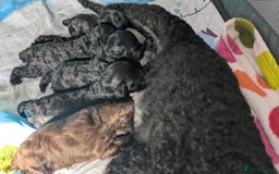 Cockapoo dogs for sale: 5 cockapoo puppys - Image 7