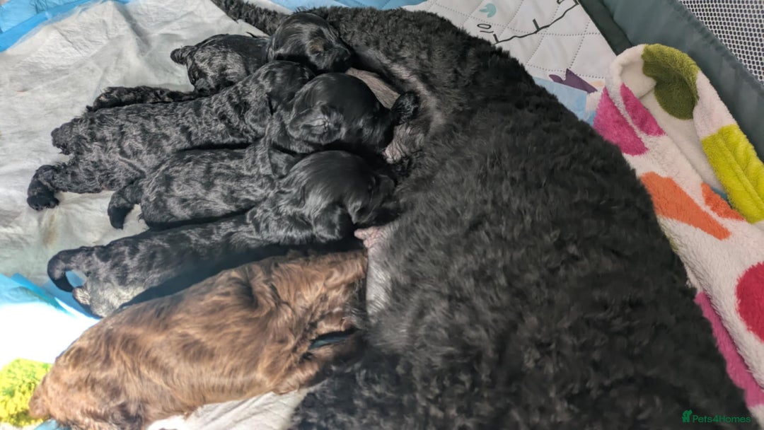 Cockapoo dogs for sale: 5 cockapoo puppys - Image 7