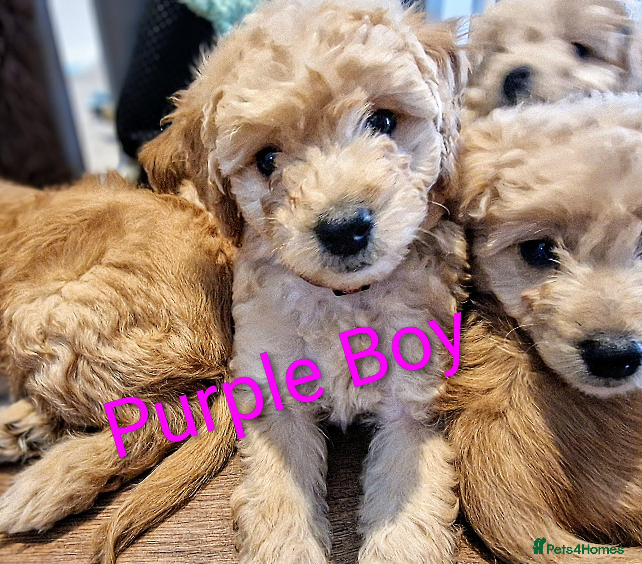 Mini Goldendoodle dogs Miniature Goldendoodle Puppy F1B - Advert 1