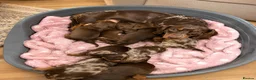 Miniature Dachshund dogs for sale: Beautiful KC miniature Dachshund Puppies 🌟 in Romford - Advert 2