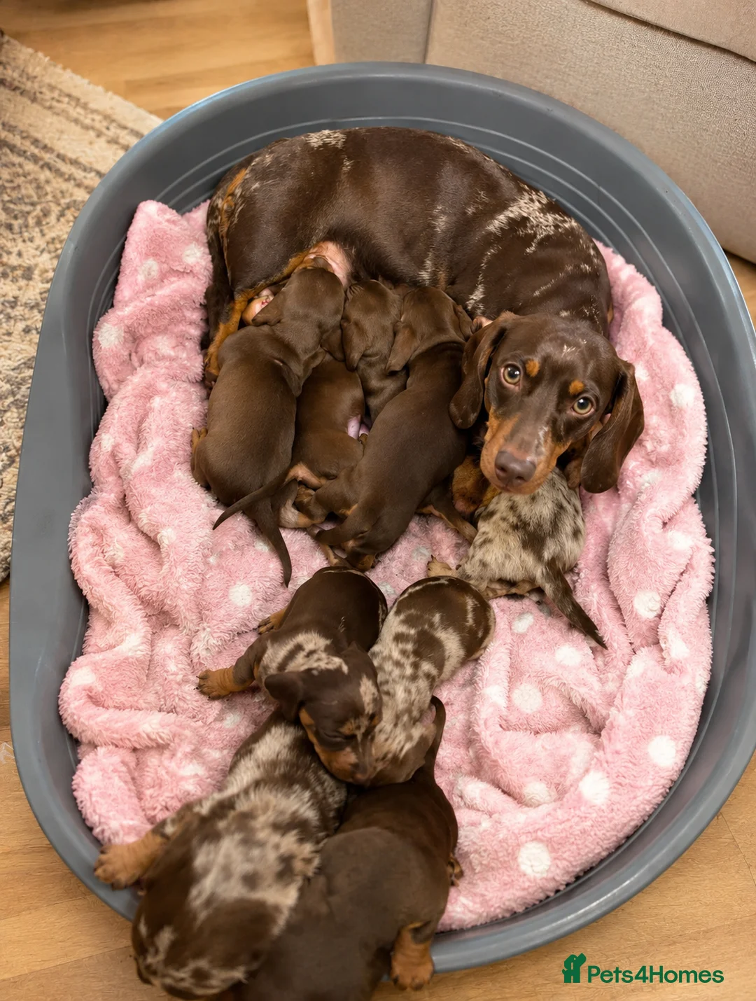 Miniature Dachshund dogs for sale: Beautiful KC miniature Dachshund Puppies 🌟 in Romford - Advert 2