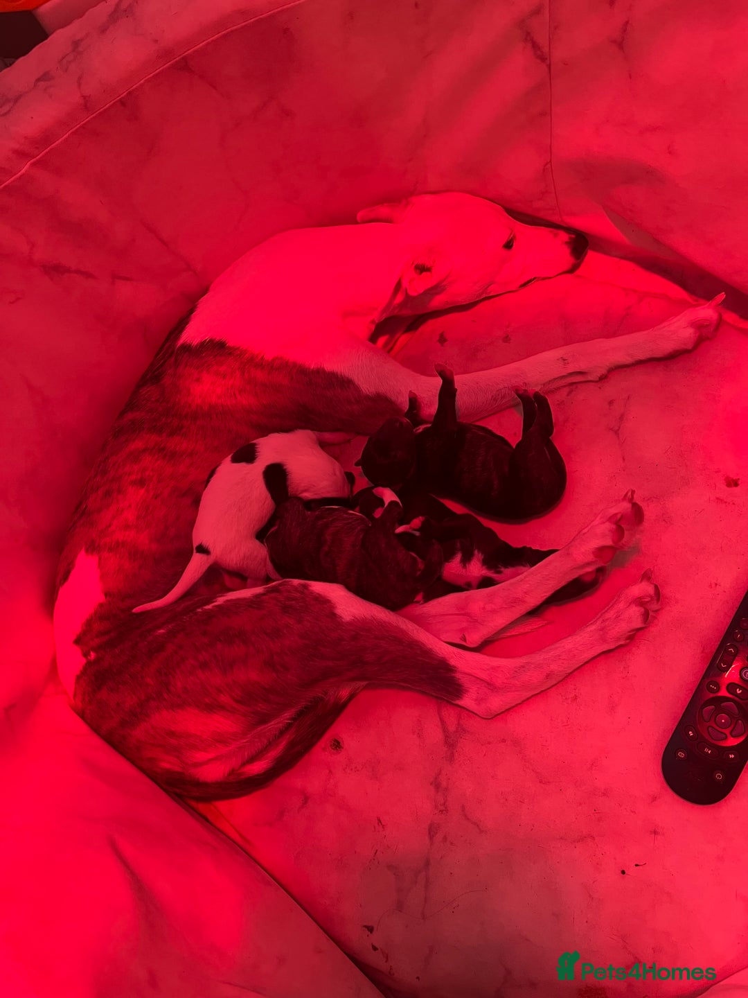 Whippet dogs for sale: Whippet Pups For Sale - Image 3