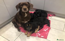 Mixed Breed dogs for sale: Rare black golden cocker puppies - Image 30