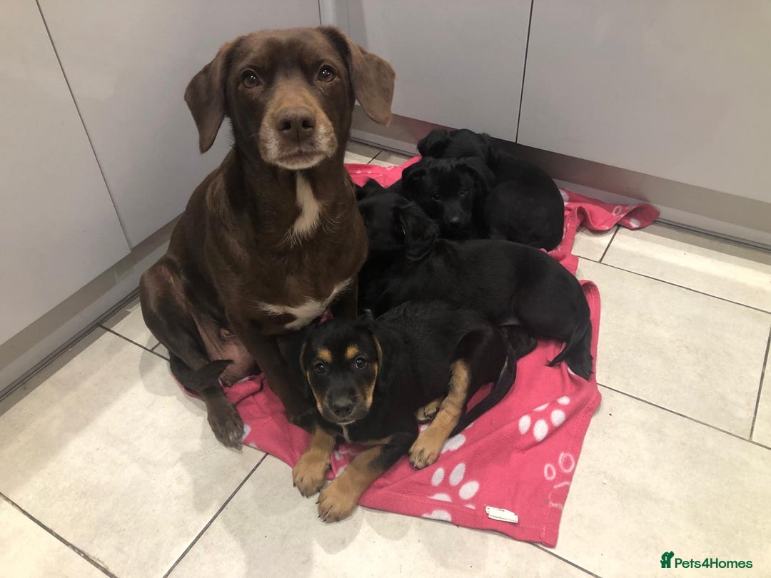 Mixed Breed dogs for sale: Rare black golden cocker puppies - Image 30