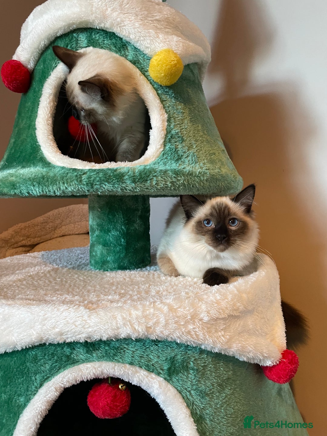 Ragdoll cats for sale: GCCF Ragdoll seal kittens, only 2 boys left - Advert 9