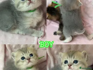 British Shorthair cats ⭐️CHUNKY TICA BRITISH SHORTHAIR KITTENS⭐️ - Advert 1
