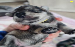 Miniature Schnauzer dogs for sale: Beautiful KC Reg. Miniature Schnauzer Puppies - Advert 19