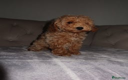 Toy Poodle dogs for sale: Toy poodle puppy - Image 11