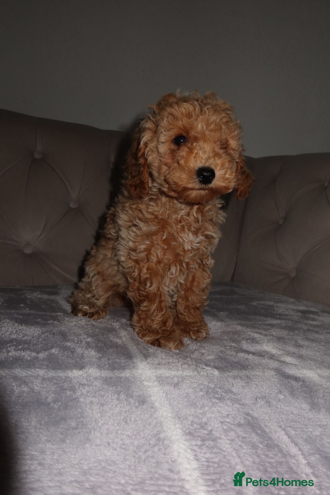 Toy Poodle dogs for sale: Toy poodle puppy - Image 11