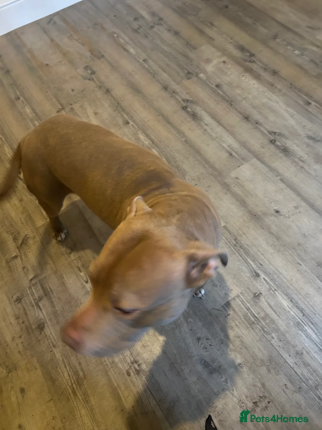 Mixed Breed dogs for sale: genkai urgently looking to be rehomed - Advert 1