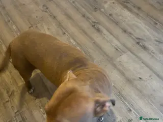 Mixed Breed dogs genkai urgently looking to be rehomed - Advert 1