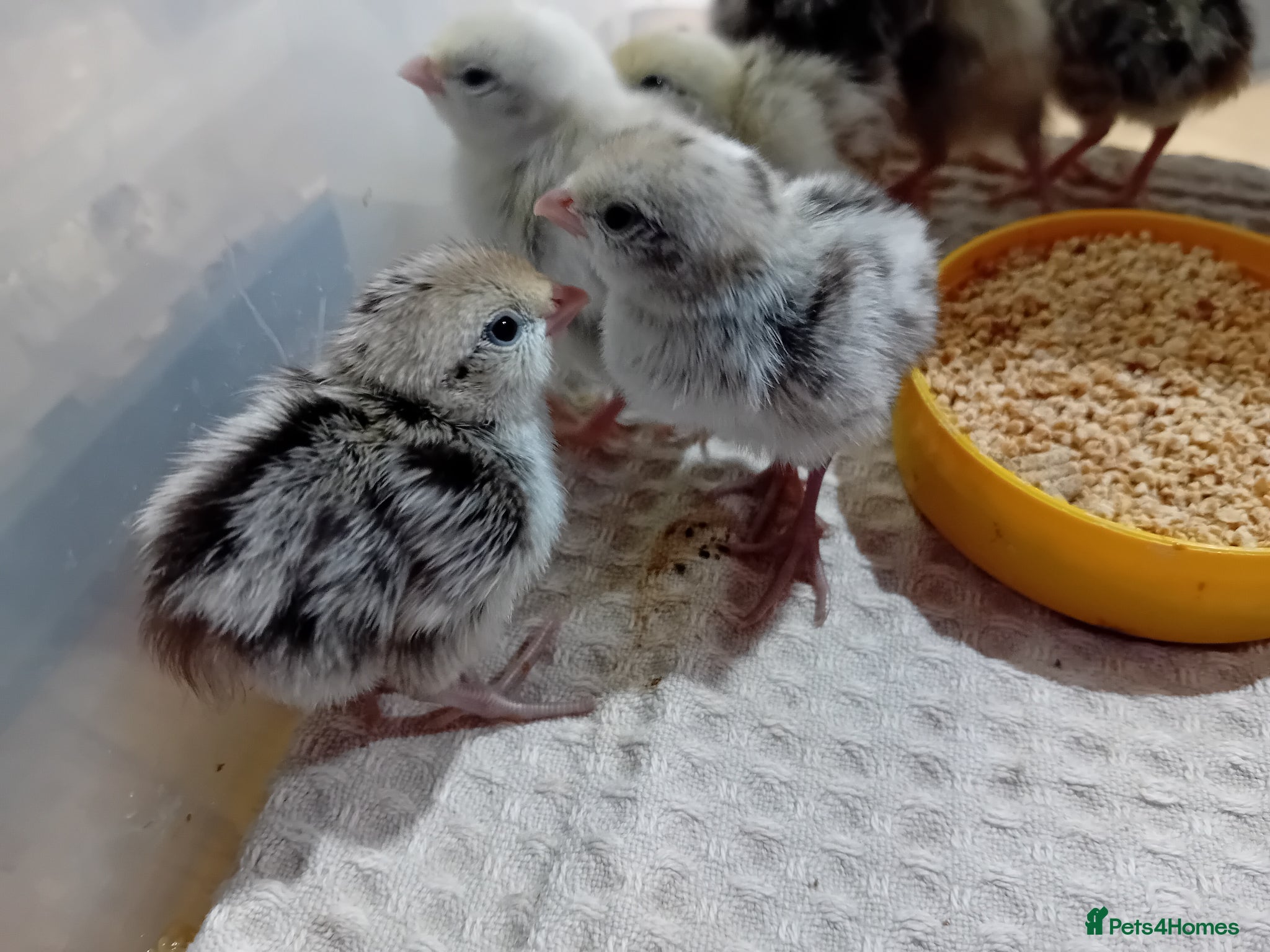 Quail poultry Snowflake Bobwhite Quail Chicks - Advert 1