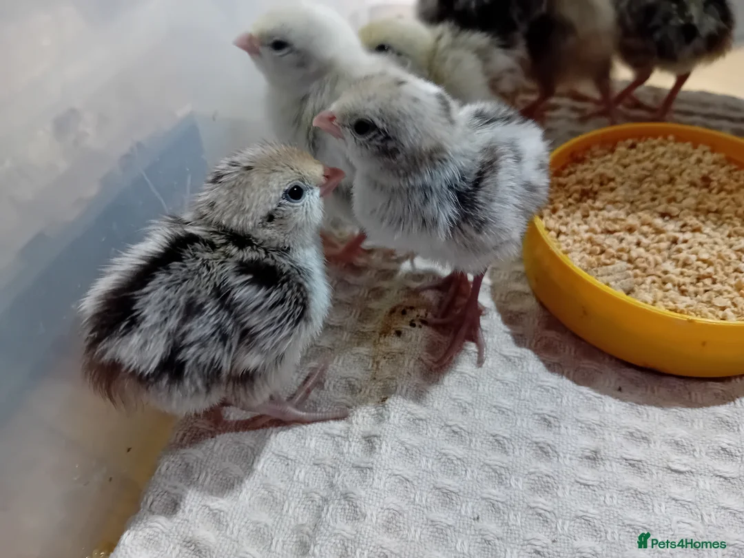 Quail poultry for sale: Snowflake Bobwhite Quail Chicks - Advert 1