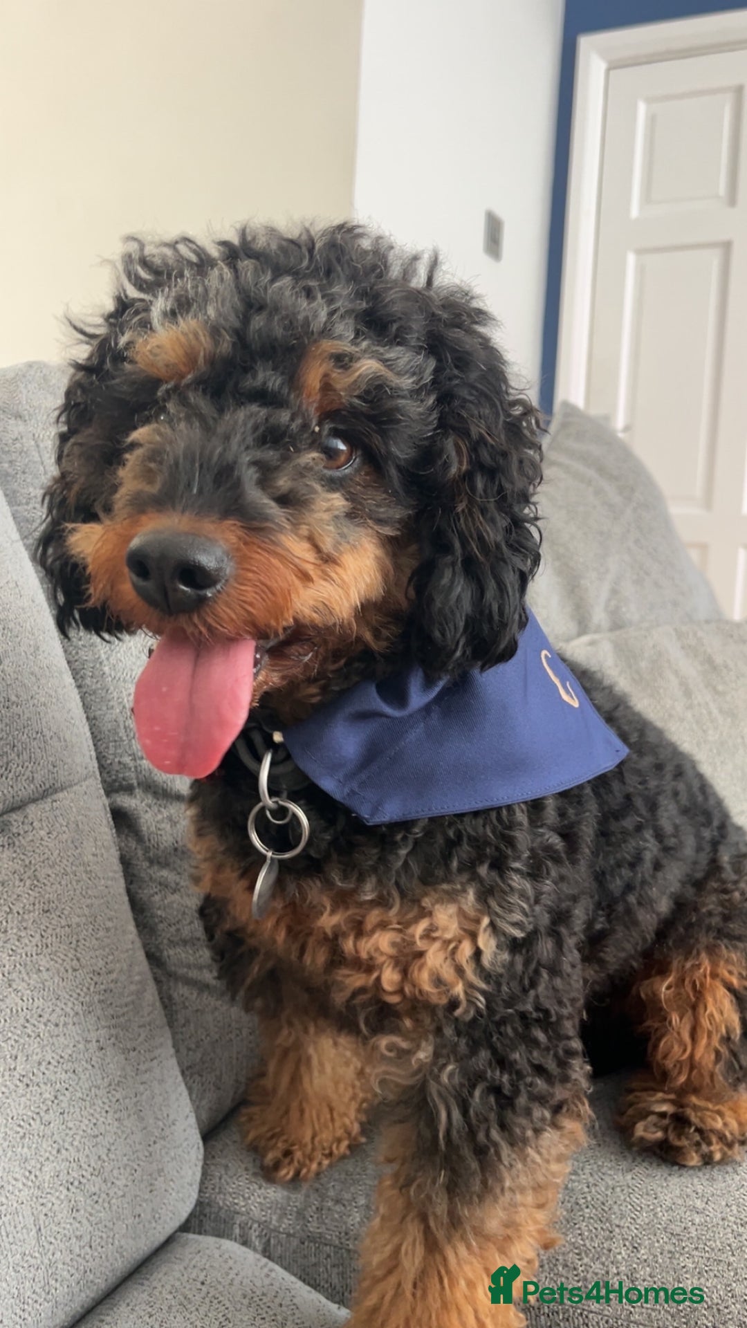 Cockapoo dogs for stud: Stud Only - Cooper the Cockapoo  - Image 2