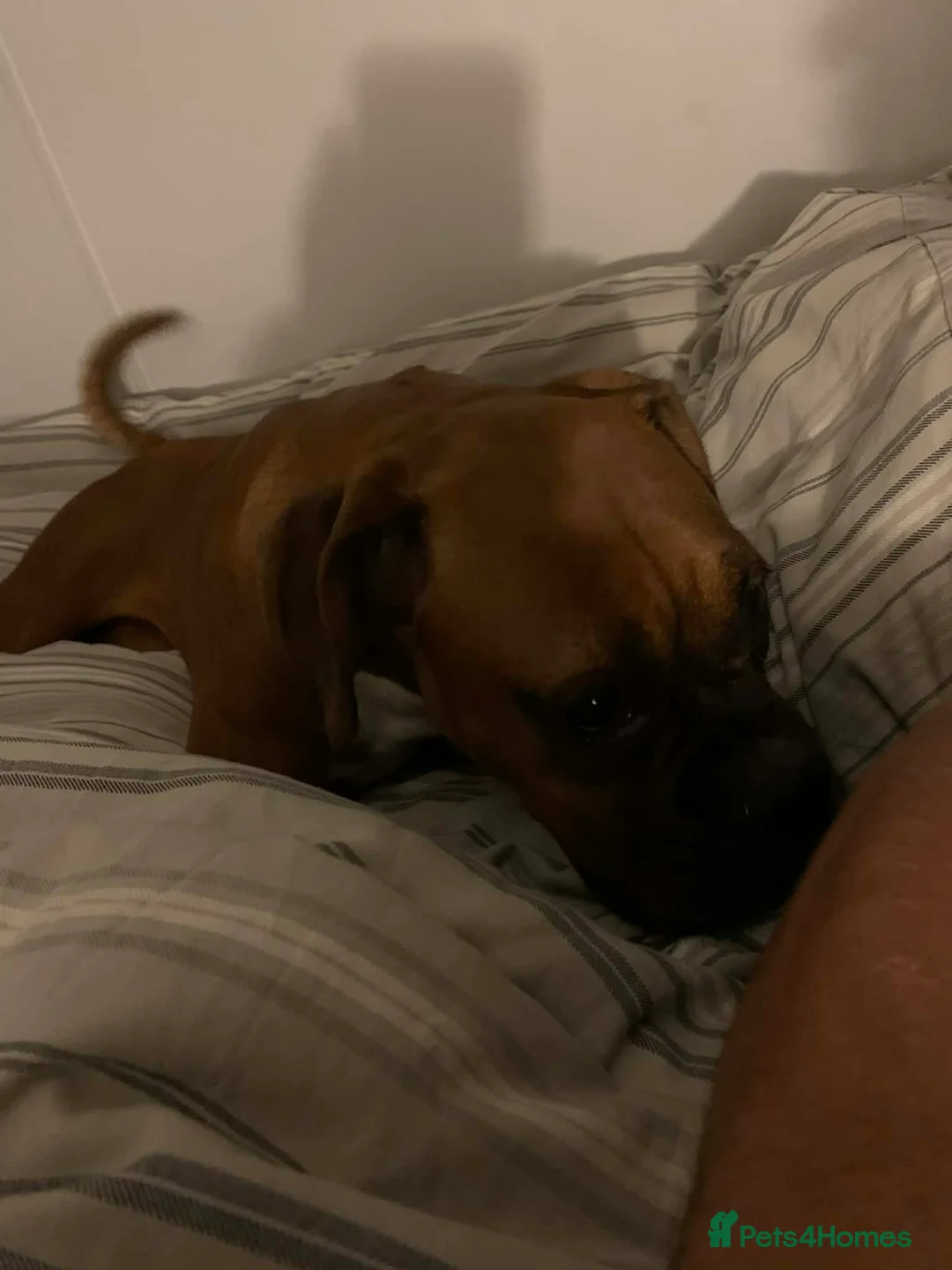 Boxer dogs for sale: Lovely boxer girl  - Advert 1