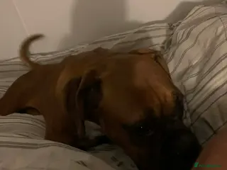 Boxer dogs Lovely boxer girl - Advert 11