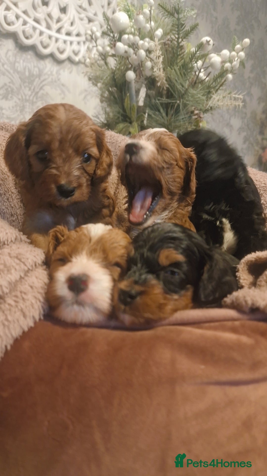 Cavapoo dogs for sale: Beautiful cavapoo puppies  - Advert 1