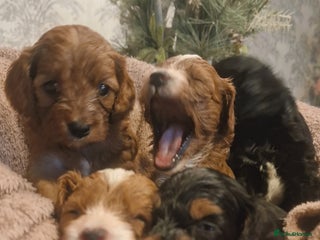 Cavapoo dogs Beautiful cavapoo puppies - Advert 1