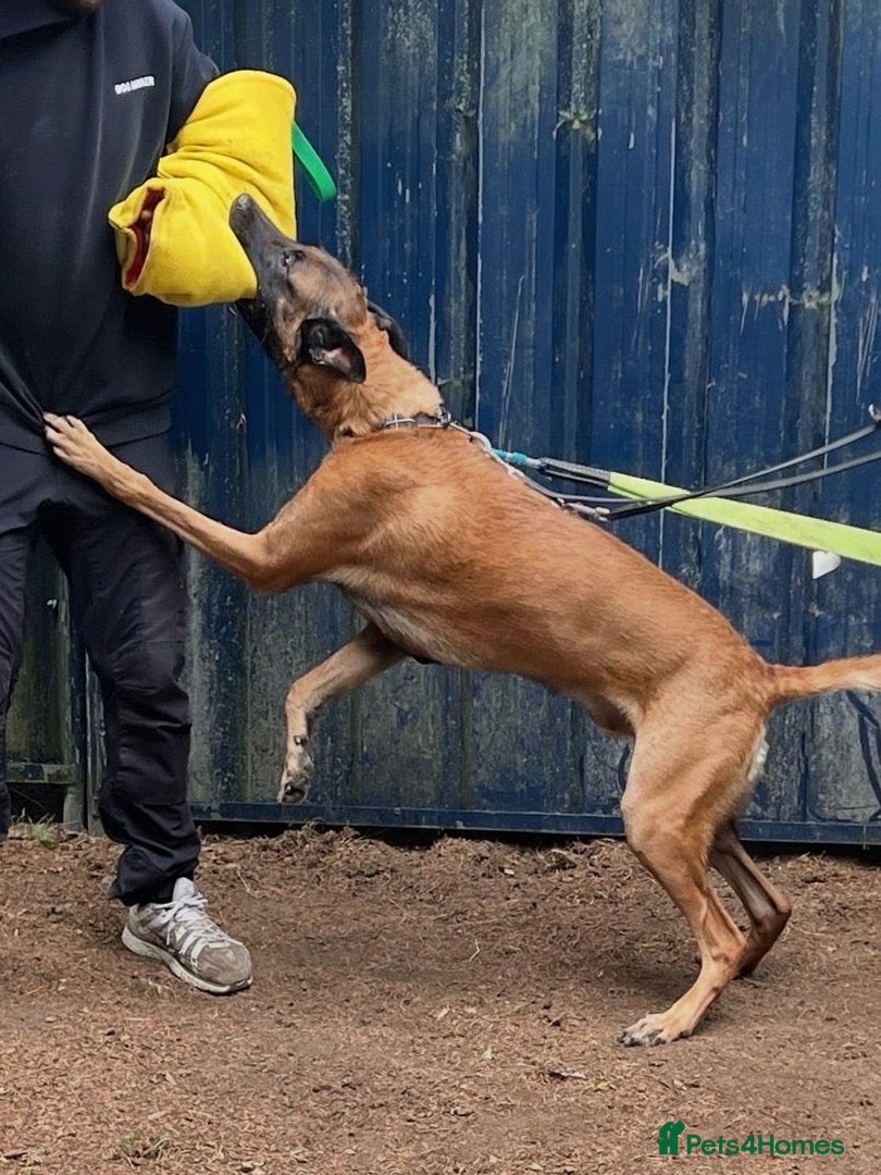 Belgian Shepherd Dog dogs NASDU2 KC Malinois Import for Stud - Advert 14