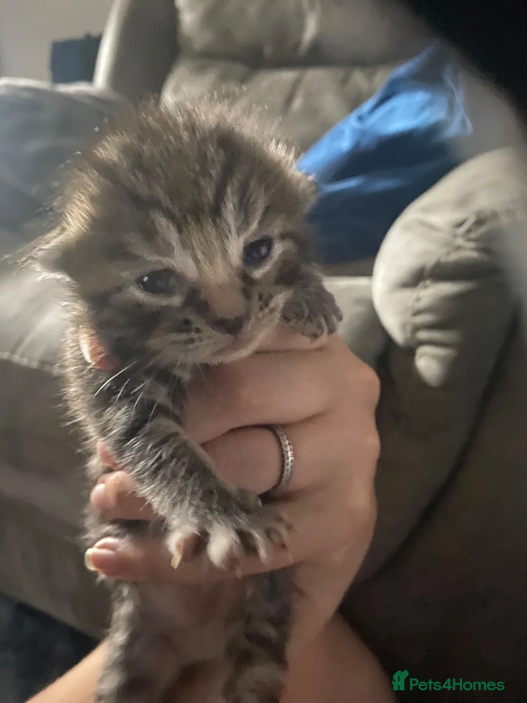 Bengal cats for sale: Bengal/khao manee kittens  - Advert 20