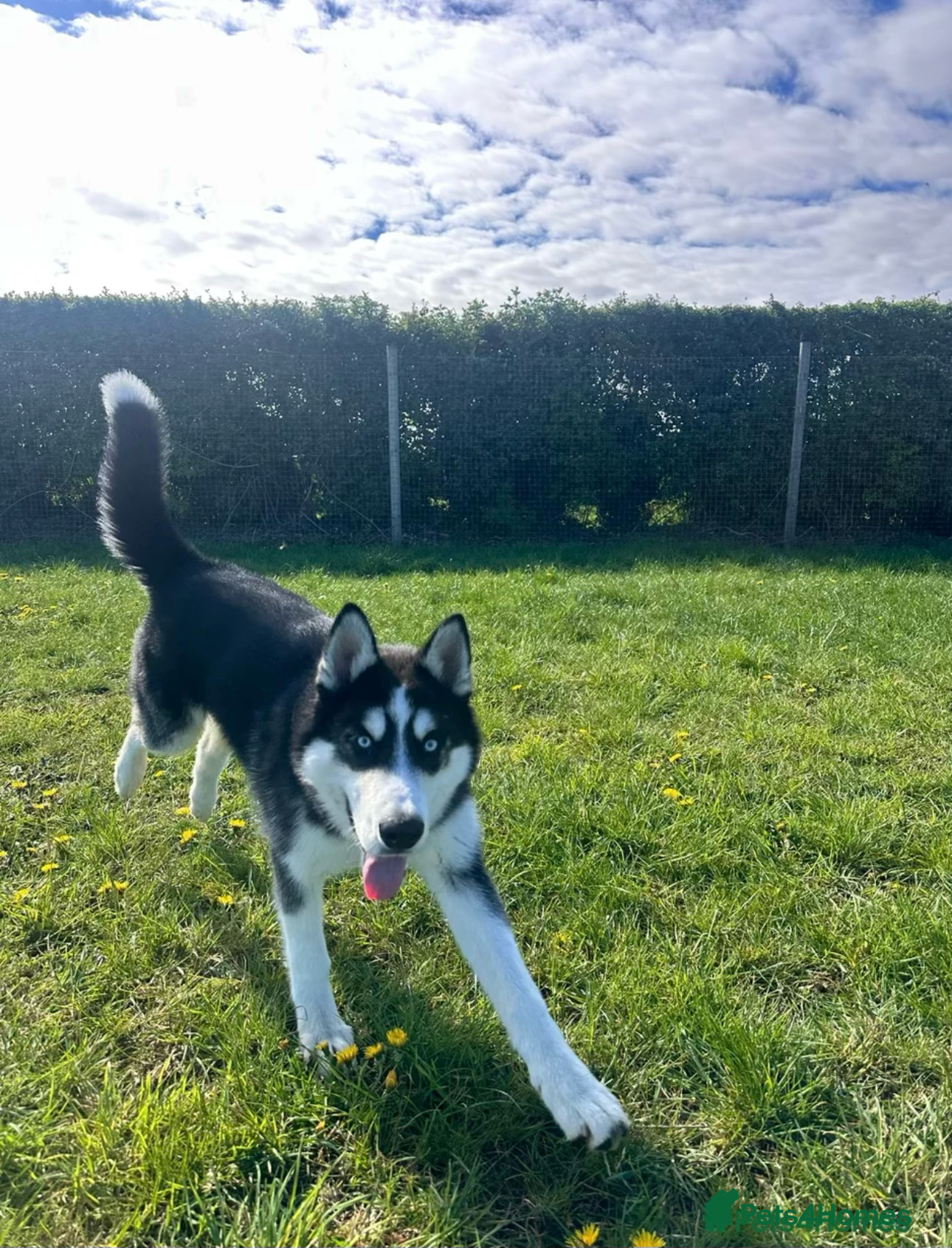 Siberian Husky dogs Blue  - Advert 1