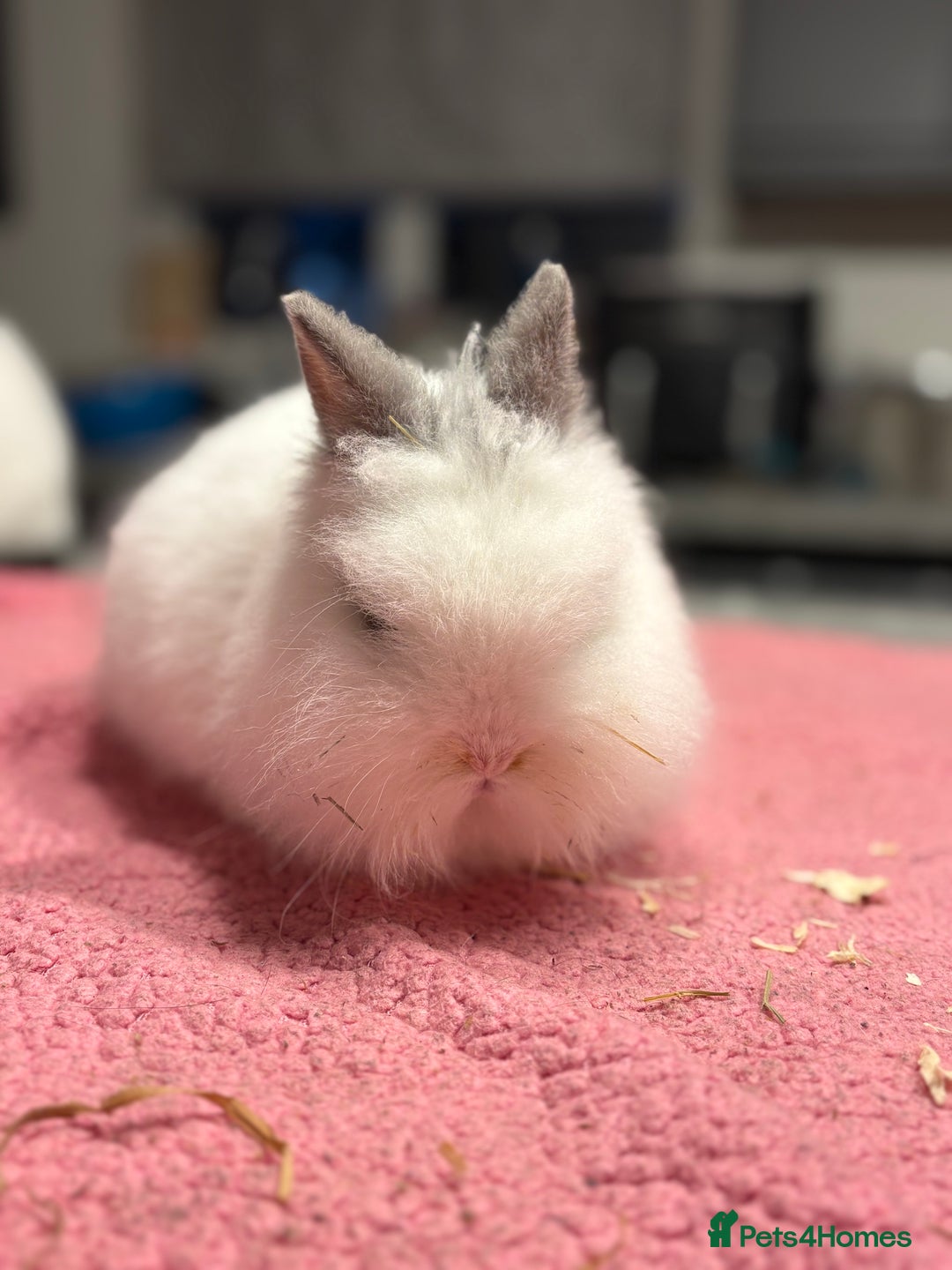 Lionhead rabbits for sale: Male Lionhead for Sale  - Advert 5