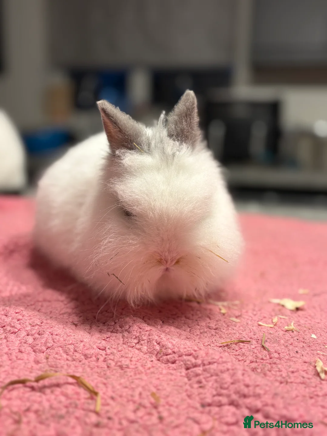 Lionhead rabbits for sale: Male Lionhead for Sale  - Advert 5