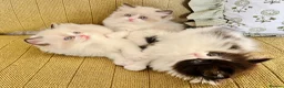 Ragdoll cats for sale: Ragdoll x Persian Kittens - Advert 2