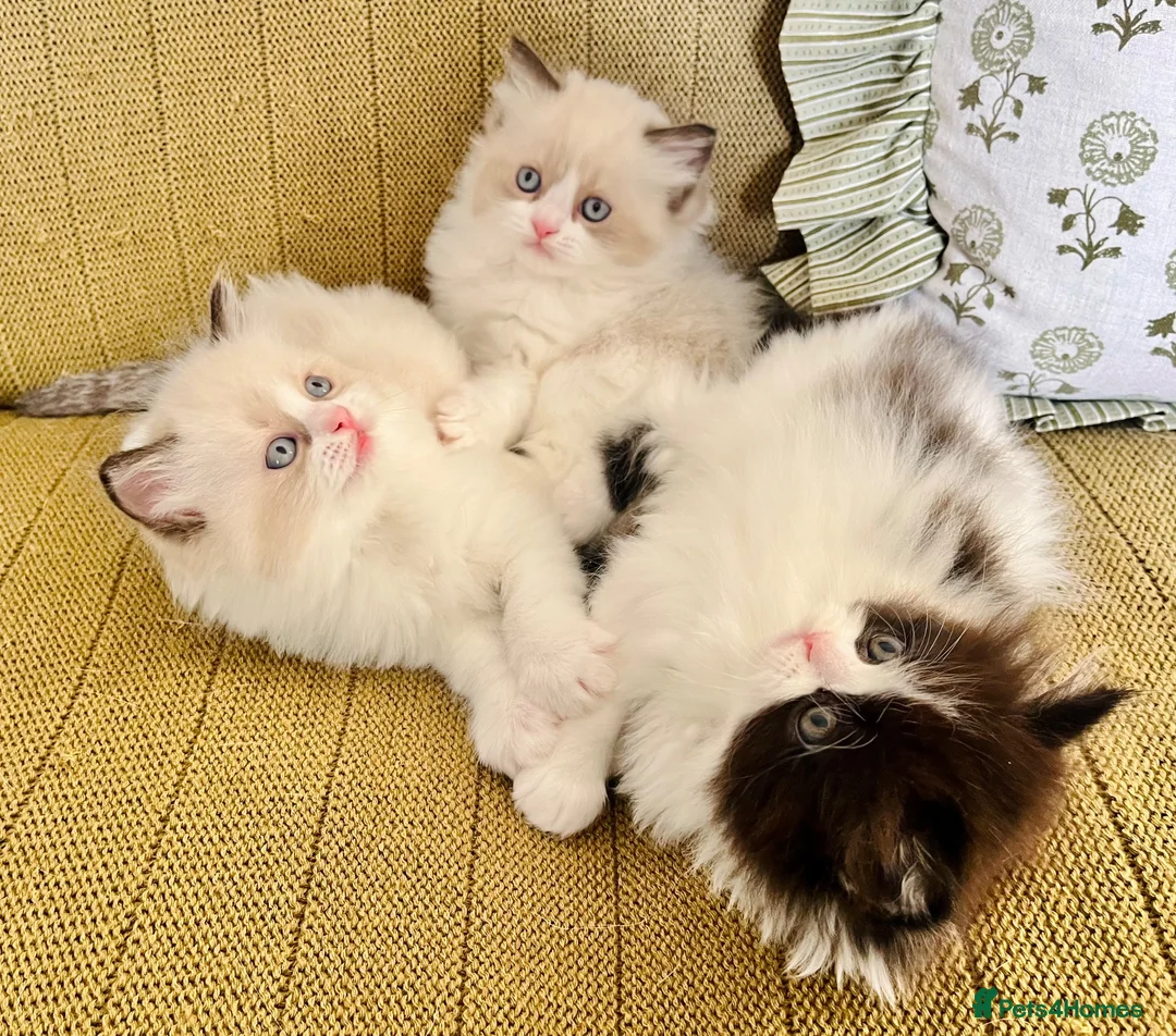 Ragdoll cats for sale: Ragdoll x Persian Kittens - Advert 2