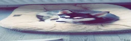Pomsky dogs for sale: Beautiful pomsky boy available 🥰 - Advert 3