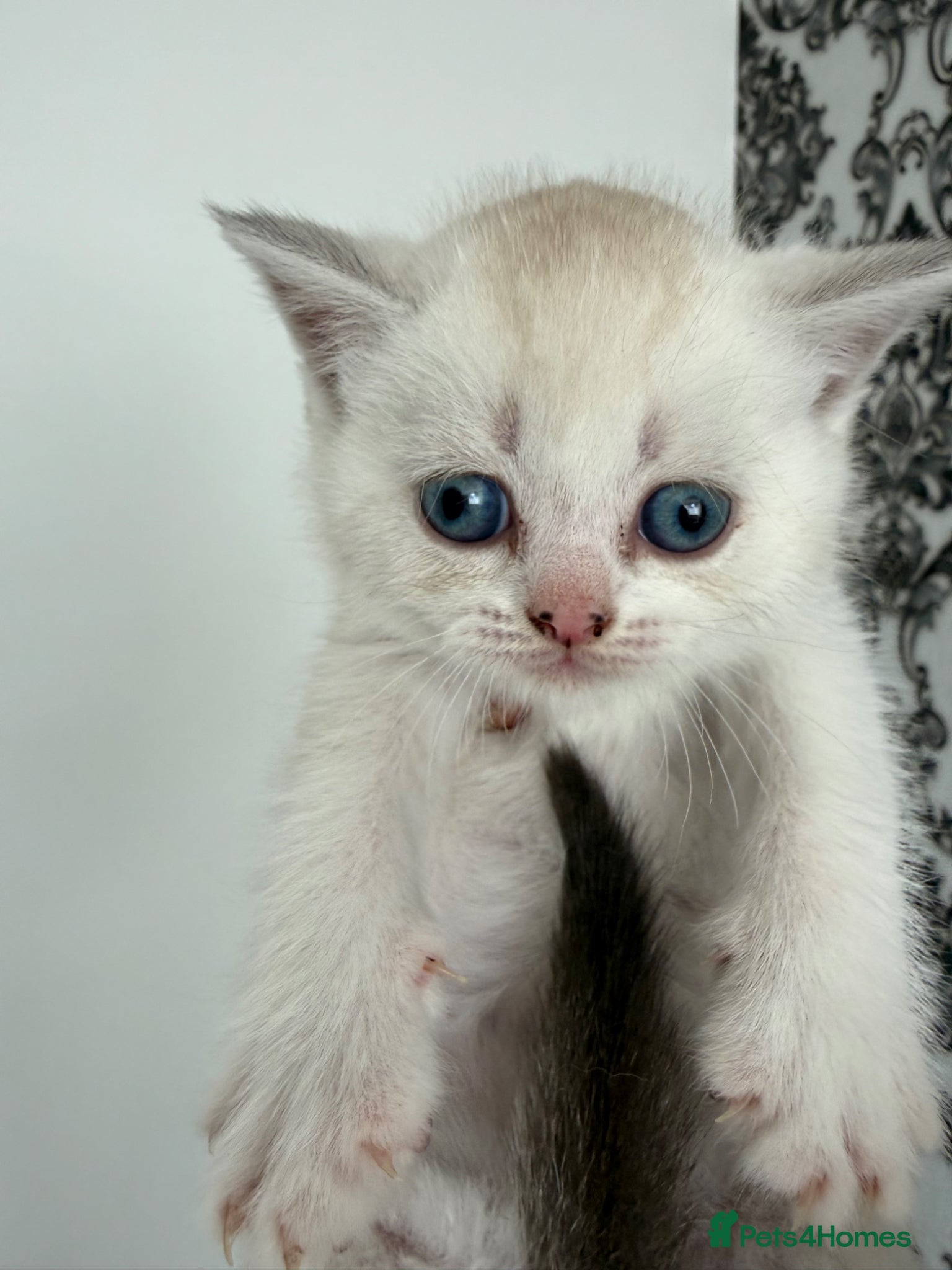 British Shorthair cats for sale: British Shorthair kittens - Advert 2