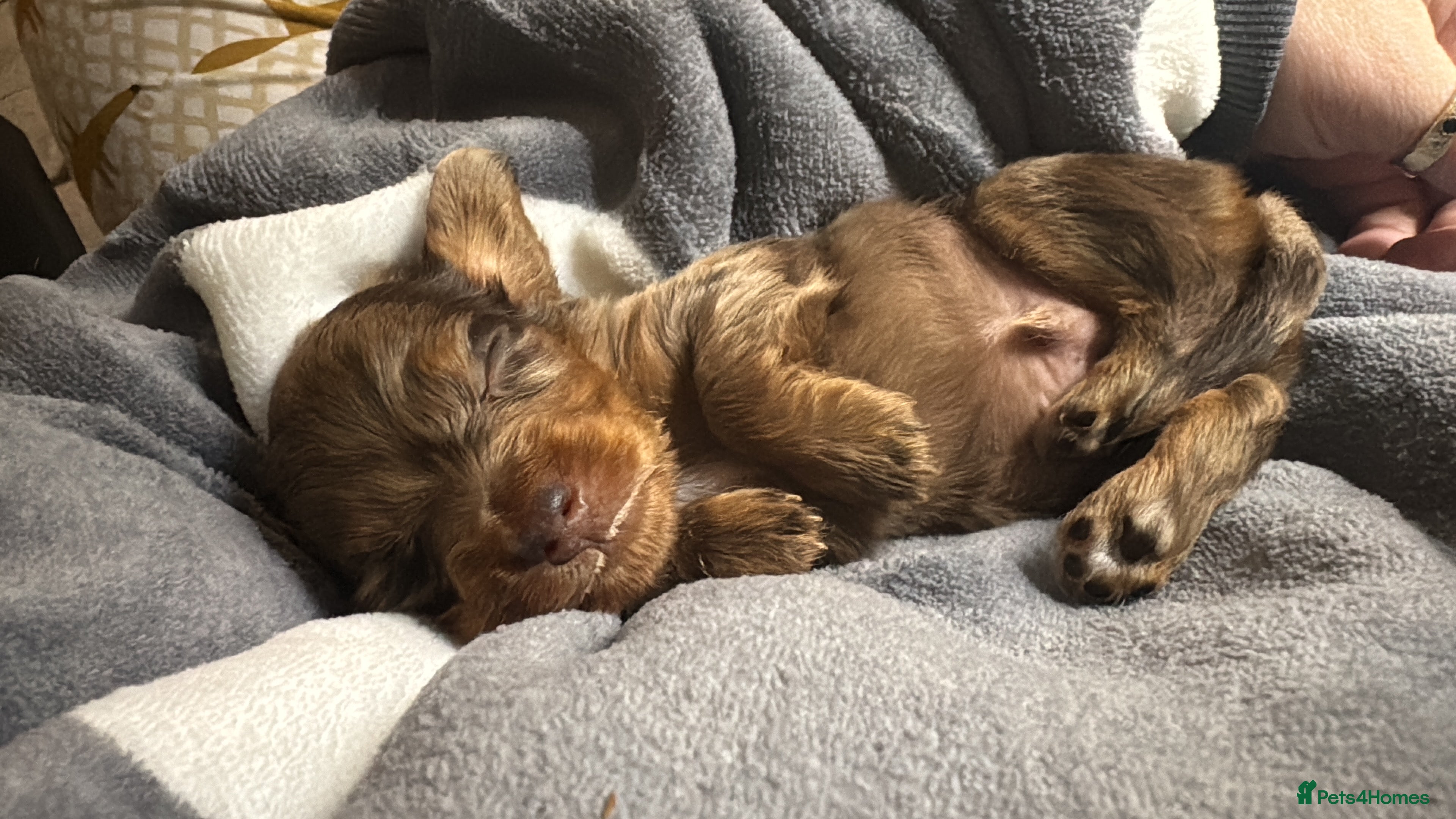 Miniature Dachshund dogs 5 beutiful miniatures daschunds  - Advert 17