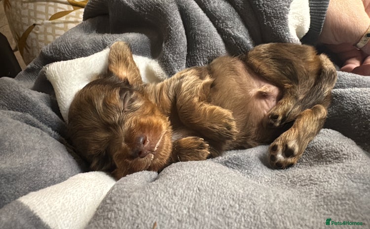 Miniature Dachshund dogs - Advert 8