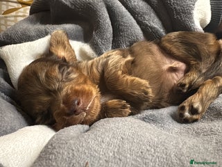 Miniature Dachshund dogs for sale - Advert 1