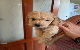 Cockapoo dogs for sale: Gorgeous Cockapoo Pups - Image 8