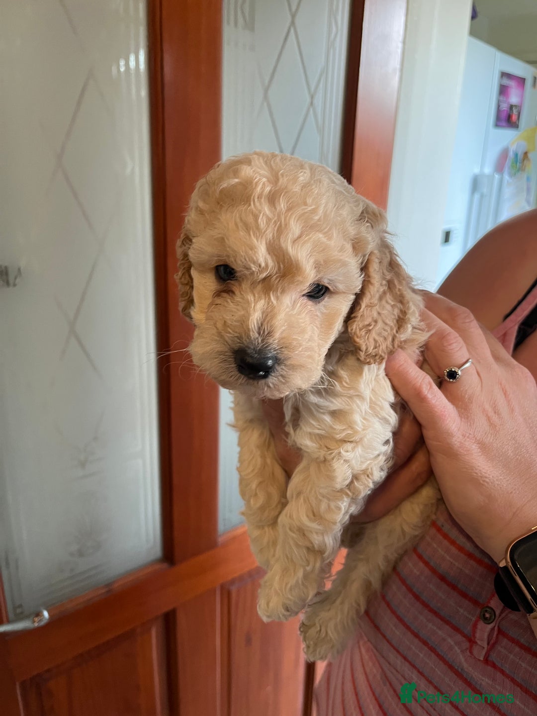 Cockapoo dogs for sale: Gorgeous Cockapoo Pups - Image 8
