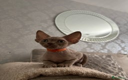 Devon Rex cats for sale: TICA Registered- Lilac Devon Rex Kittens - Image 2