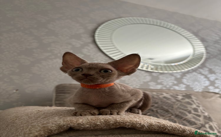 Devon Rex cats - Advert 2